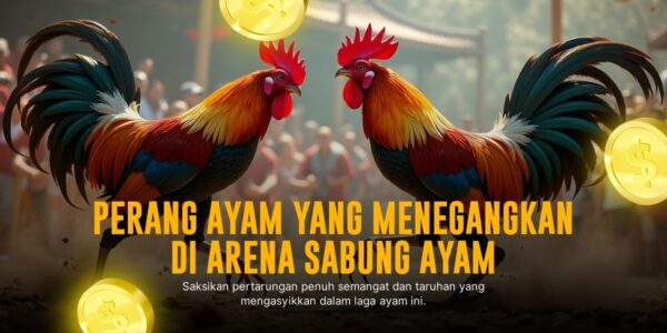Mengenal Ayam Bangkok SV388: Raja Sabung Ayam Modern